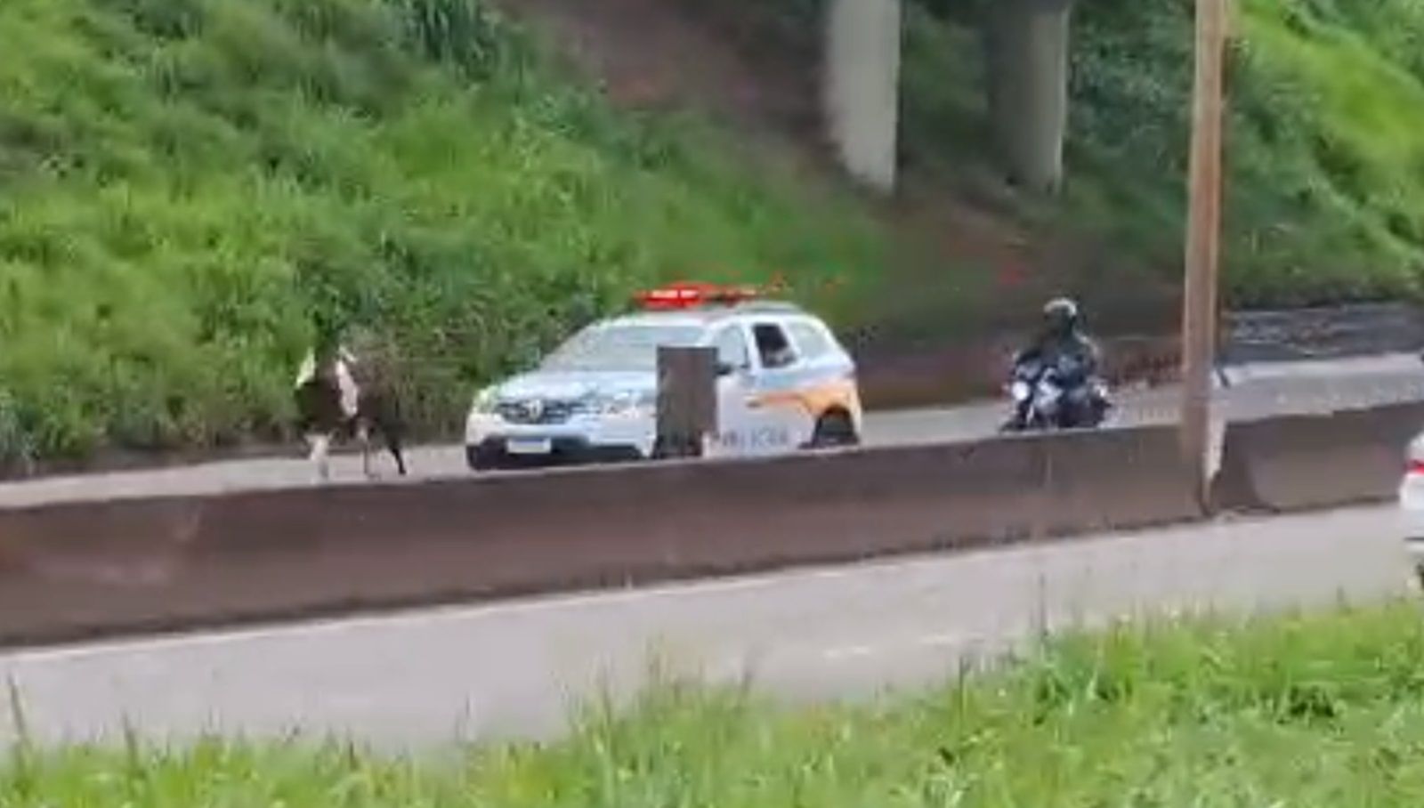 Vídeo: cavalo 'foge' da polícia em plena BR-381 e causa confusão na Grande BH