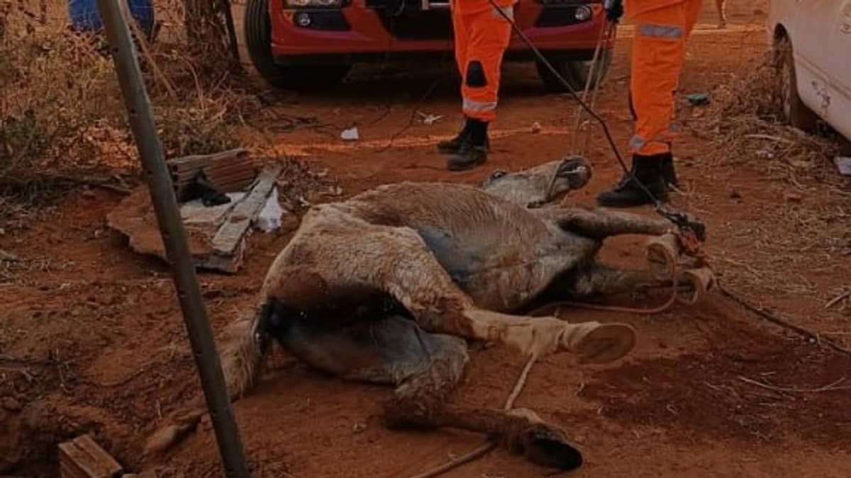 Cavalo cai em fossa de 3 metros após tampa quebrar no interior de Minas; veja imagens 