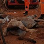 Cavalo cai em fossa de 3 metros após tampa quebrar no interior de Minas; veja imagens 