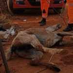 Cavalo cai em fossa de 3 metros após tampa quebrar no interior de Minas; veja imagens