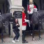Cavalo da Guarda Real morde turista que se aproximou para tirar foto; veja vídeo