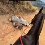 Cavalo morto em Bananal: Ana Castela denuncia caso e faz pedido