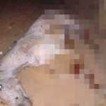 Cavalo morto em Bananal: saiba o que pode acontecer com suspeito do crime