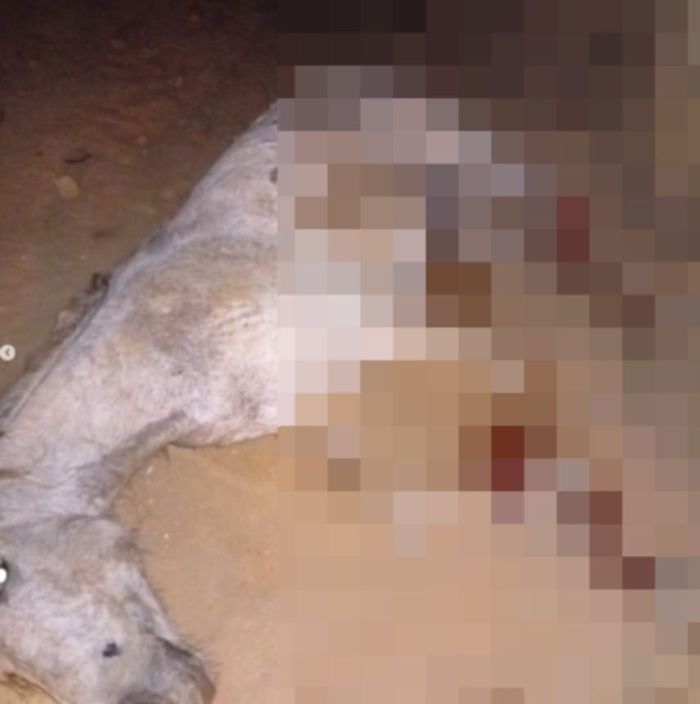 Cavalo foi morto. Cavalo foi morto.