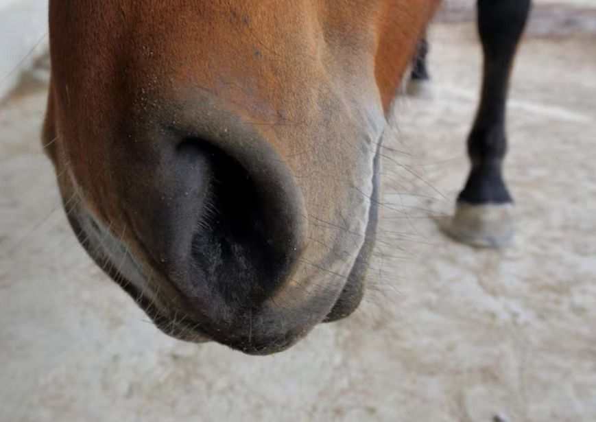 Cavalo morto em Bananal: homem investigado por mutilar animal é ouvido e liberado