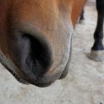 Cavalo morto em Bananal: homem investigado por mutilar animal é ouvido e liberado
