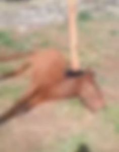 Cavalo Morto Ribeirão Preto SP