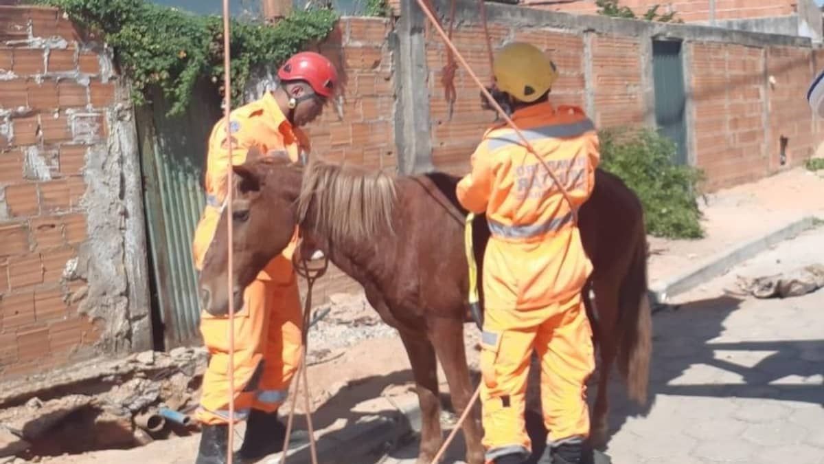 Cavalo cai em fossa de dois metros e é resgatado por bombeiros militares; veja imagens