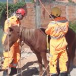 Cavalo cai em fossa de dois metros e é resgatado por bombeiros militares; veja imagens