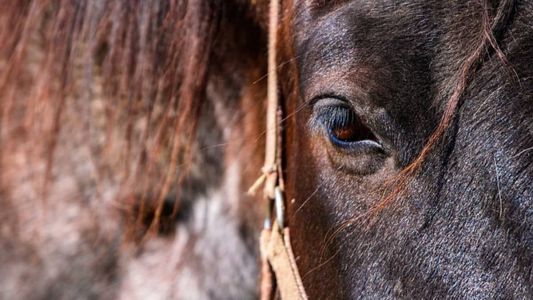 Cavalo tinha que seguir ritmo do carro enquanto era puxado