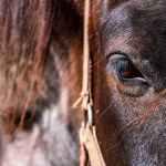 Motorista é condenado por puxar cavalo com corda no pescoço enquanto dirigia  