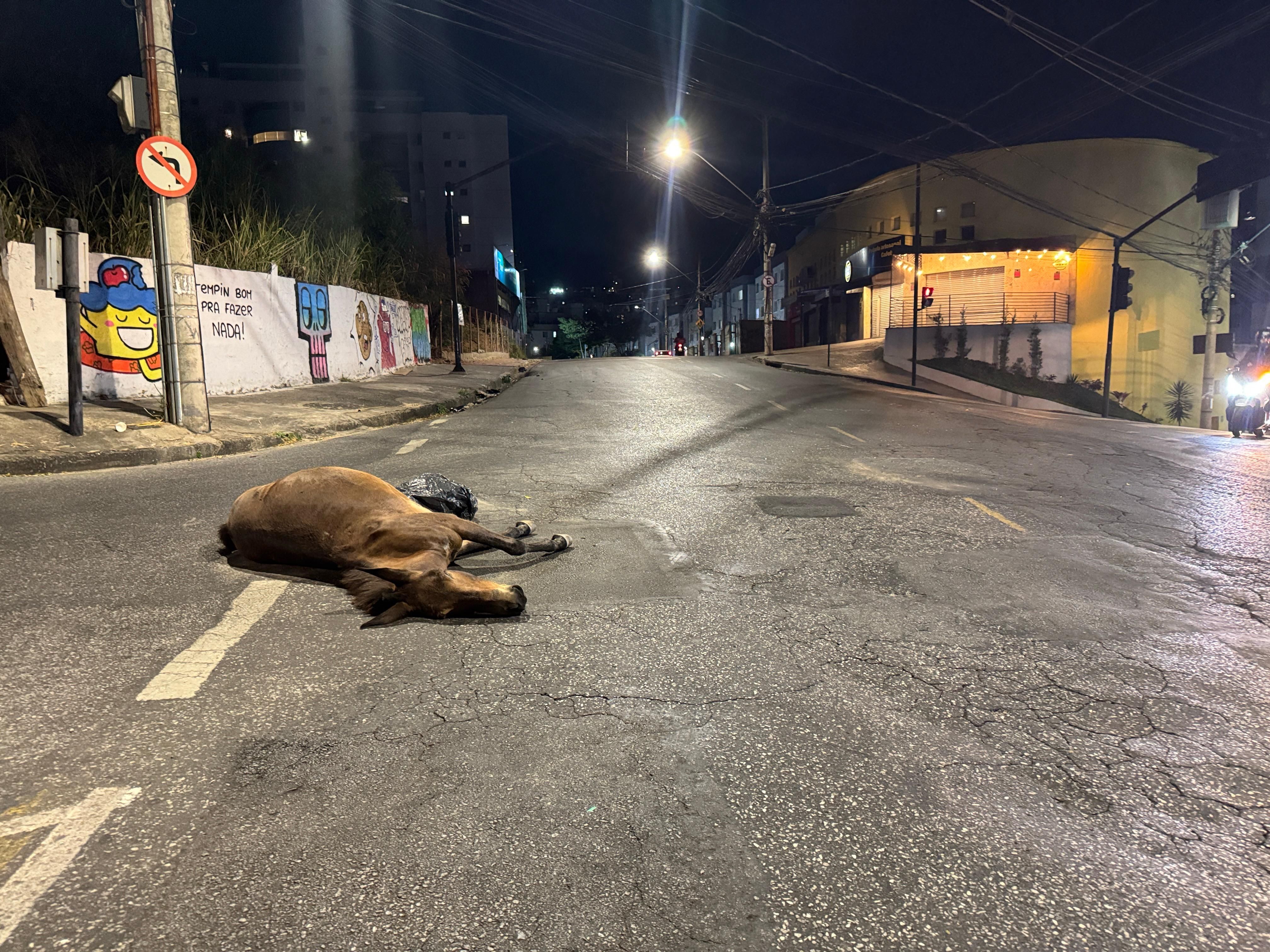 Cavalo encontrado morto em rua de BH pode ter sofrido infarto