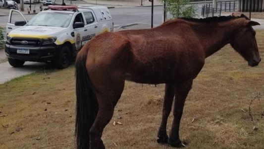 Cavalos soltos são vistos com frequência pelas ruas de BH