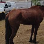 Cavalos, bois, cabritos, gatos e cães: Prefeitura de BH retira 1.617 animais das ruas da capital em 2023 