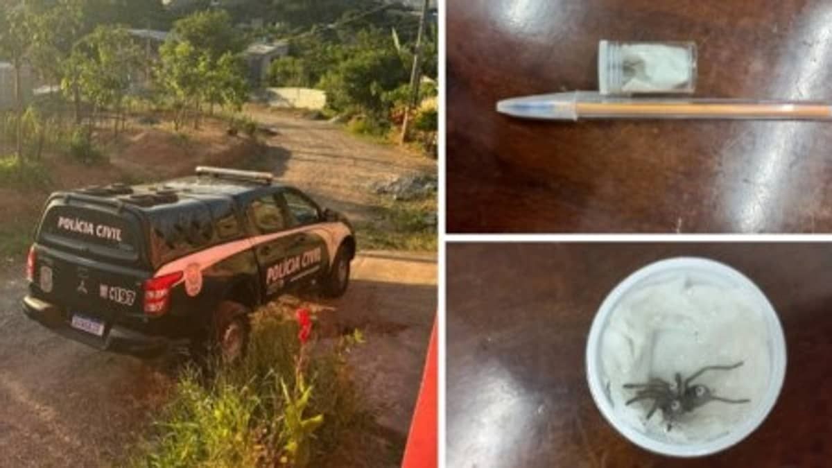 Polícia apreende 23 aranhas exóticas, na Grande BH, que seriam vendidas para outros estados 