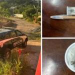 Polícia apreende 23 aranhas exóticas, na Grande BH, que seriam vendidas para outros estados