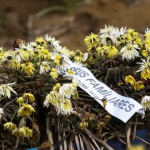 Tragédia: três mortos em soterramento são velados na Zona da Mata