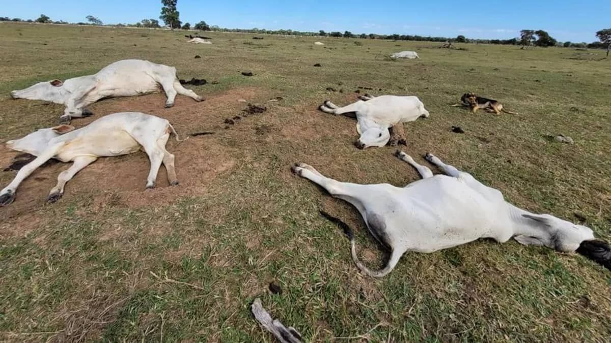 Frio matou mil cabeças de gado no Pantanal? Entenda 