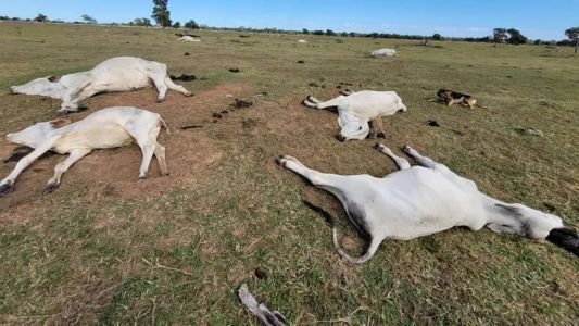 Centenas de cabeças de gado amanheceram mortas no Pantanal