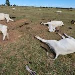 Frio matou mil cabeças de gado no Pantanal? Entenda