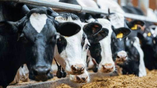 Cerca de 1.500 animais das raças bovinas Girolando, Gir Leiteiro, Holandês, Pardo-Suíço, Jersey, Guzerá, Sindi, Simental, Simbrasil, além de búfalos devem participar.