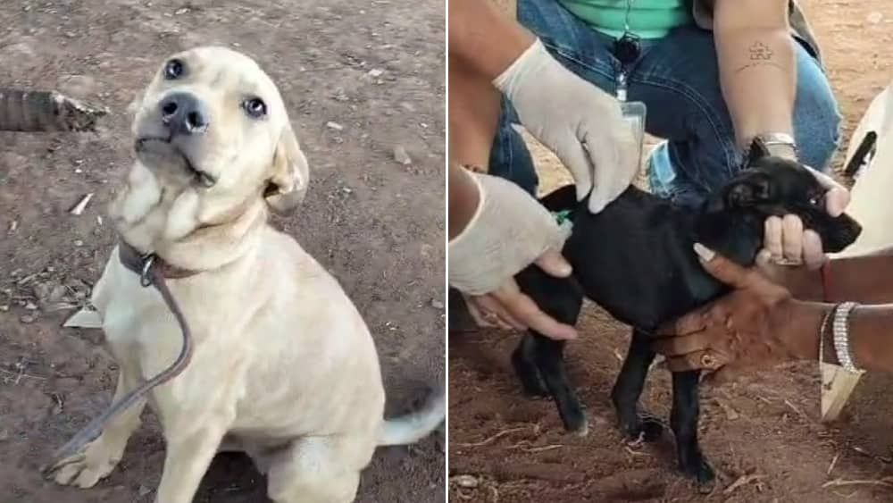 PBH vacina cães e gatos de pessoas em situação de rua