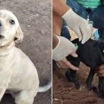 PBH vacina cães e gatos de pessoas em situação de rua