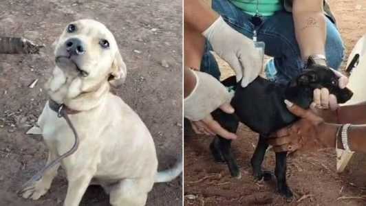 Cerca de 20 animais foram atendidos nesta quarta (22)