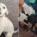 PBH vacina cães e gatos de pessoas em situação de rua