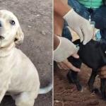 PBH vacina cães e gatos de pessoas em situação de rua