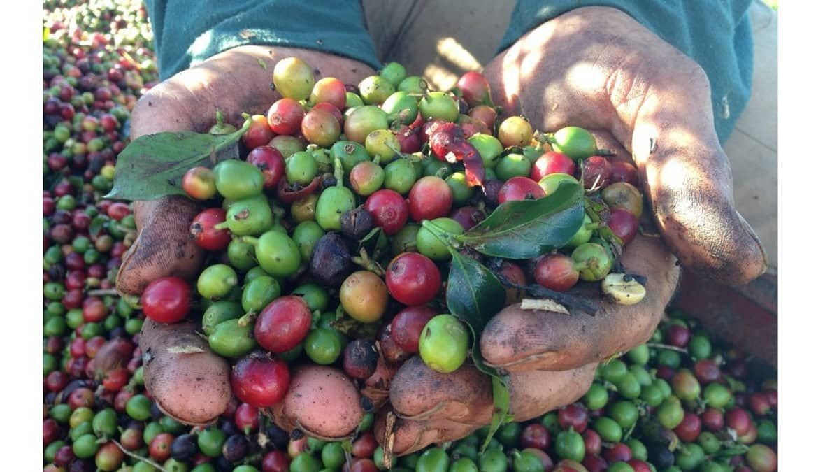 Ministério do Trabalho quer formalizar mão de obra temporária na cafeicultura em Minas