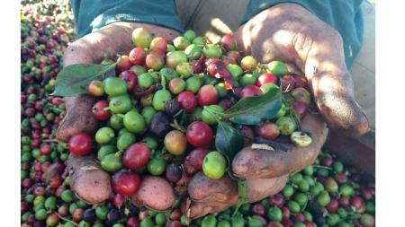 Cerca de 200 mil trabalhadores temporários da cafeicultura mineira não precisam mais ter receio de perder o benefício do Bolsa-Família ao serem registrados na Carteira