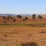 As riquezas escondidas do cerrado