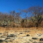 Cerrado mineiro tem redução de 66% no desmatamento
