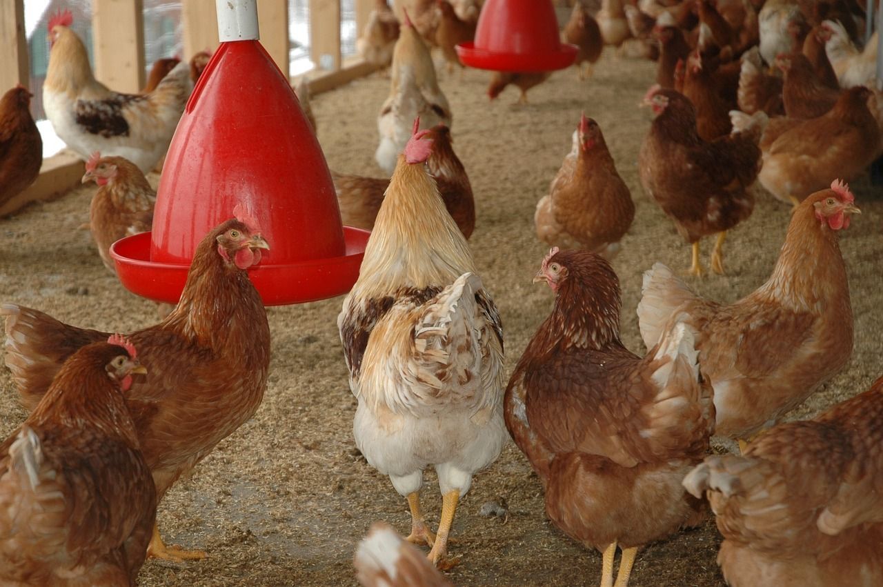 Gripe aviária: mais de 30 países impõem restrições à carne de frango do Brasil