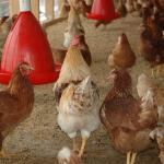 Gripe aviária: mais de 30 países impõem restrições à carne de frango do Brasil