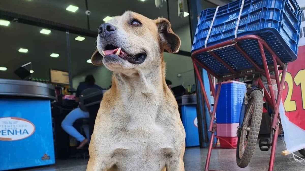 Vira-lata caramelo vira 'funcionário do ano', com seu próprio 'escritório' em supermercado