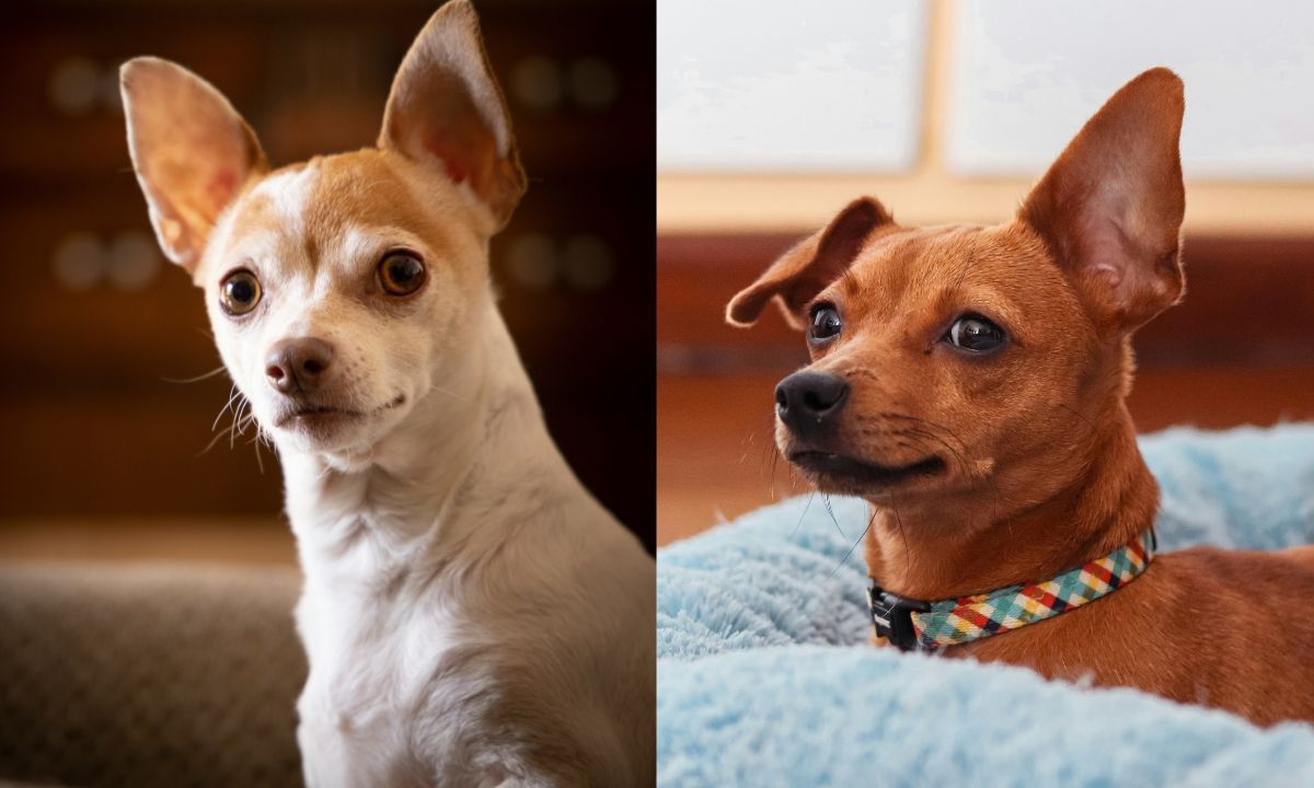 Pinscher e Chihuahua: muito além do 'ódio e tremedeira', diz veterinária