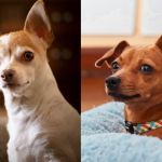 Pinscher e Chihuahua: muito além do 'ódio e tremedeira', diz veterinária