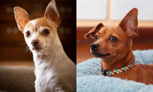 Chihuahua e Pinscher Fotos Gregory Murphy e Thiago Japyassu Unsplash).jpg