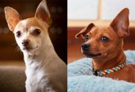 Veterinário aponta 6 raças de cães semelhantes ao chihuahua