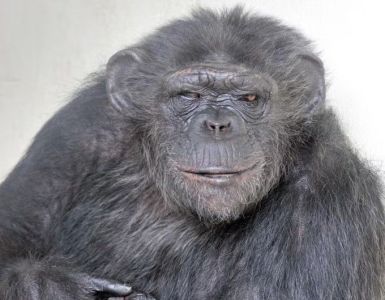 Chimpanzé Kelly morreu no Zoológico de Belo Horizonte