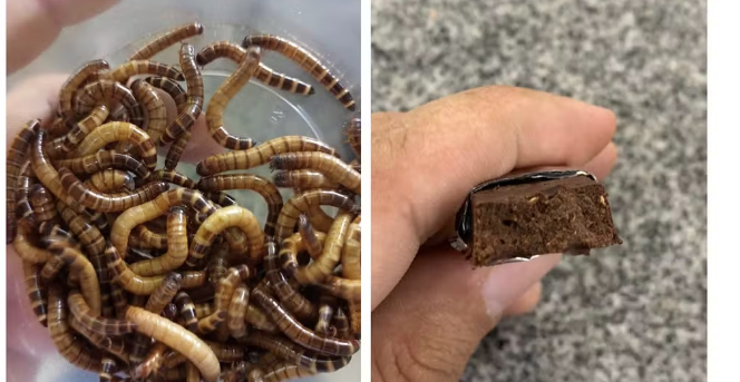 Já ouviu falar do choconébrio? Conheça o chocolate de larvas que está causando polêmica no Amapá