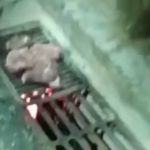 Grupo viraliza nas redes sociais ao preparar churrasco em bueiro; assista