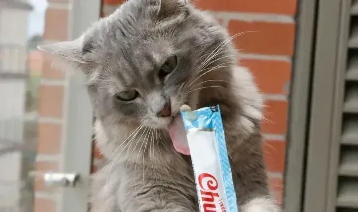 Conheça o churu, petisco saudável queridinho dos felinos
