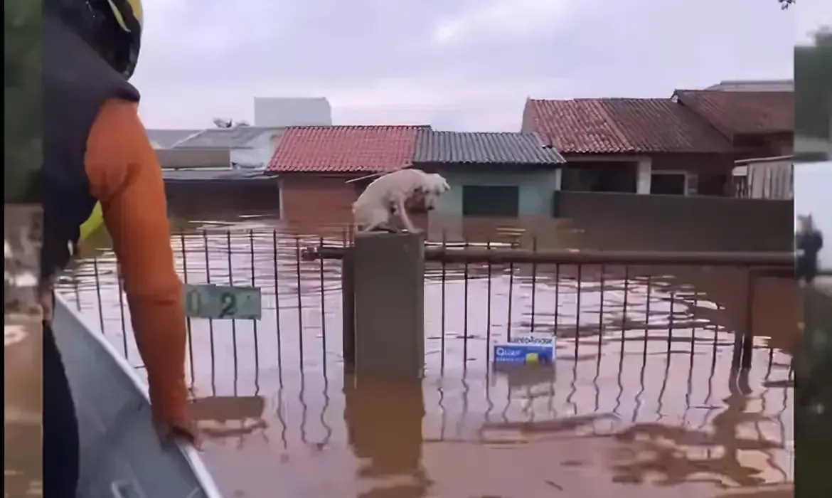 Chuva no RS: pelo menos 3,5 mil animais ilhados foram resgatados