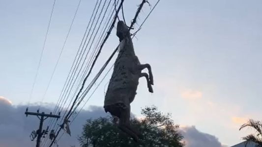 Ciclone no Sul: ovelha fica presa em fios elétricos após enchente em Muçum (RS); veja.