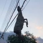 Ciclone no Sul: ovelha fica presa em fios elétricos após enchente em Muçum (RS); veja