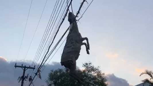 Ciclone no Sul: ovelha fica presa em fios elétricos após enchente em Muçum (RS); veja.