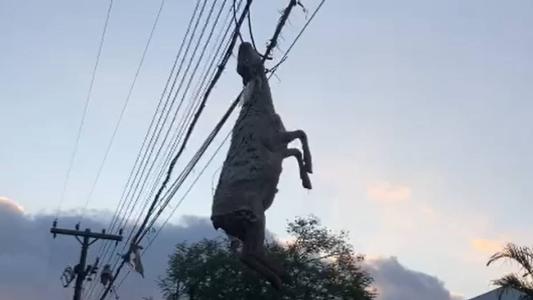 Ciclone no Sul: ovelha fica presa em fios elétricos após enchente em Muçum (RS); veja.
